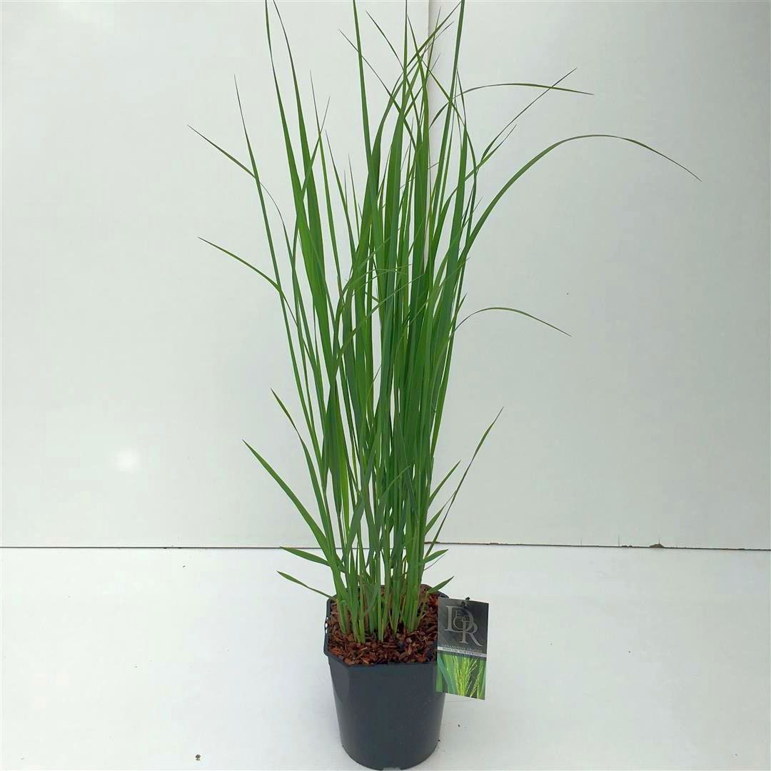Panicum virgatum &