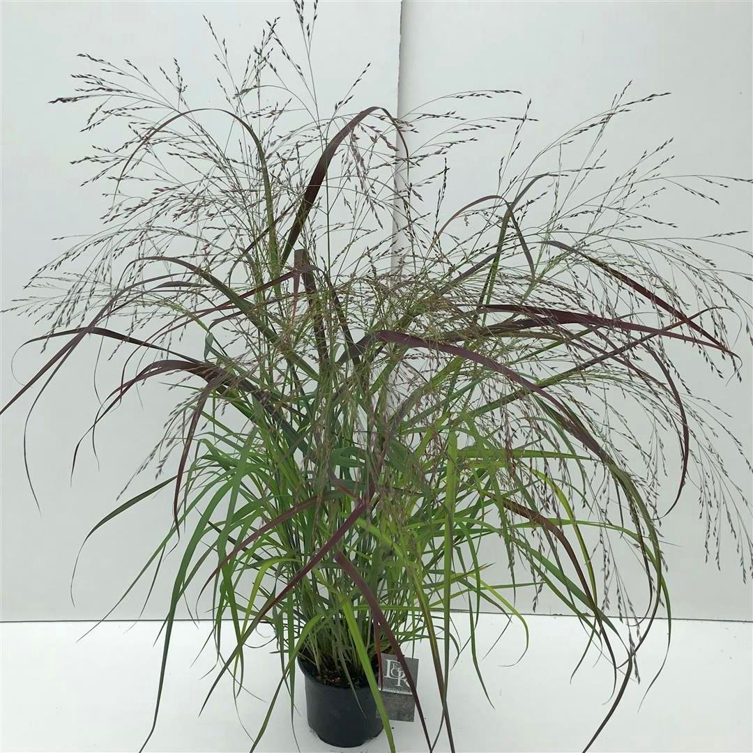 Panicum virgatum &