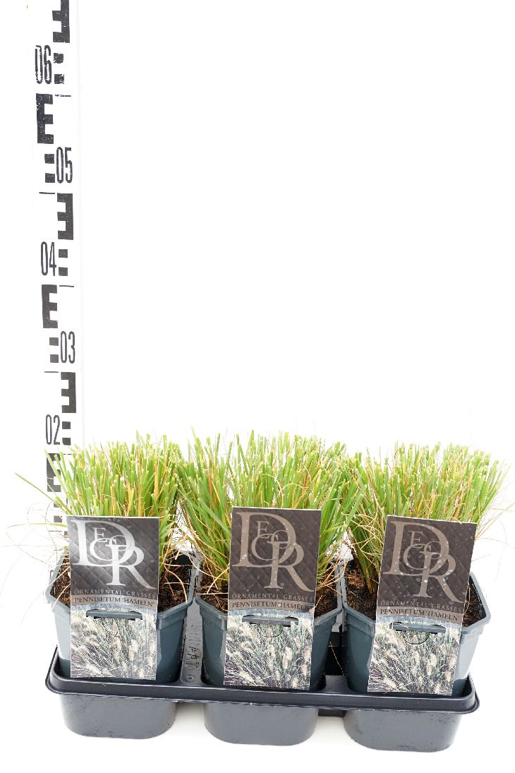 Pennisetum al. &