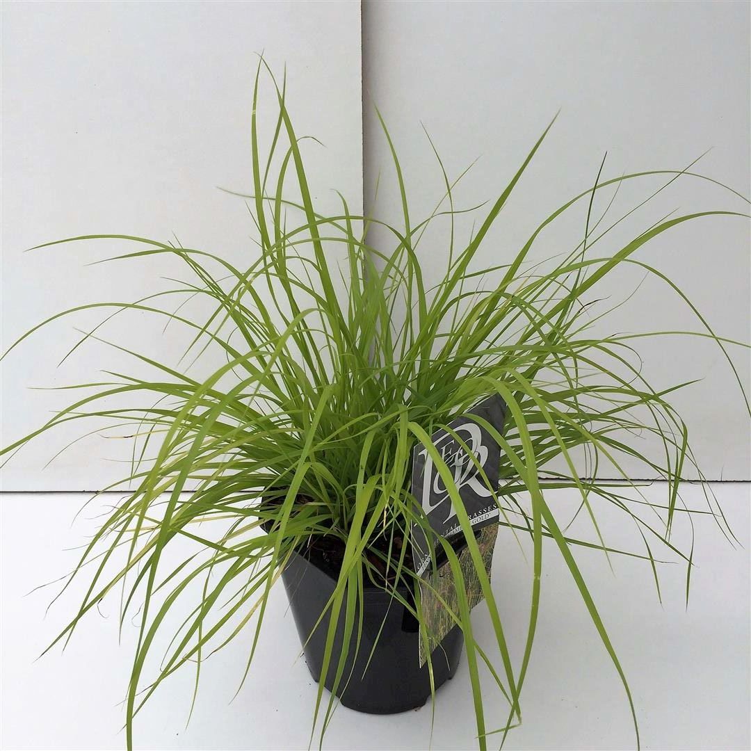 Pennisetum al. &