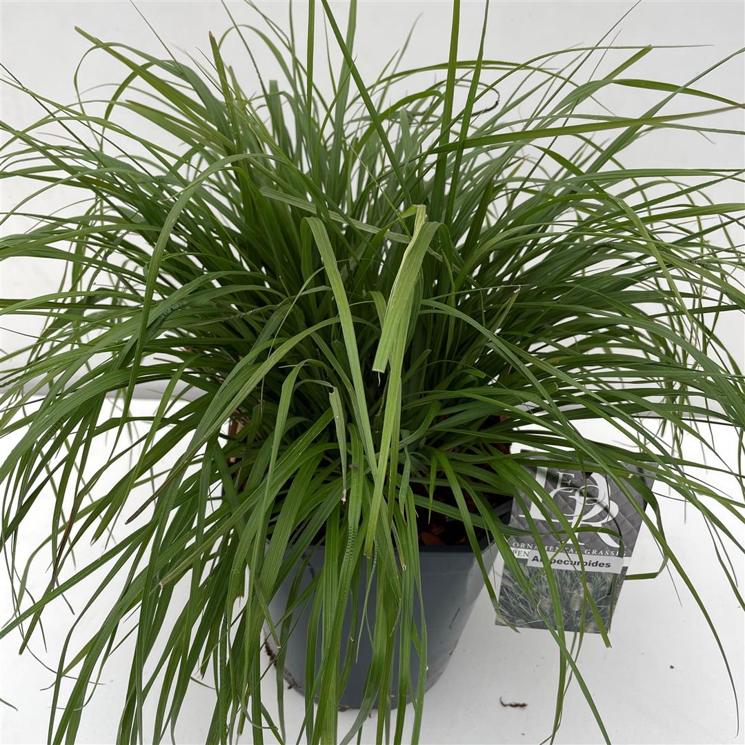 Pennisetum alopecuroides C1,5 (1,5 liters kruka)