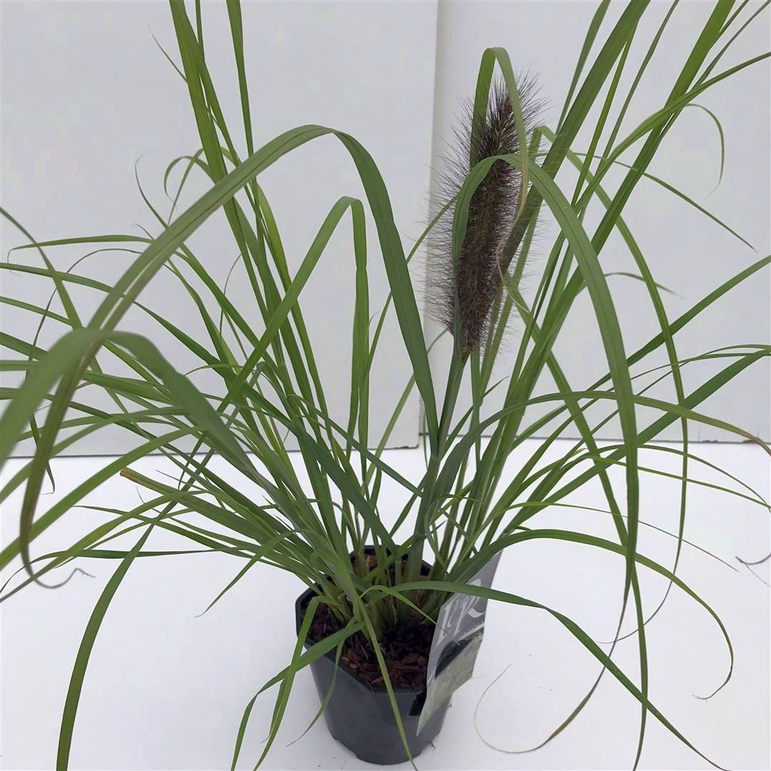 Pennisetum al. &