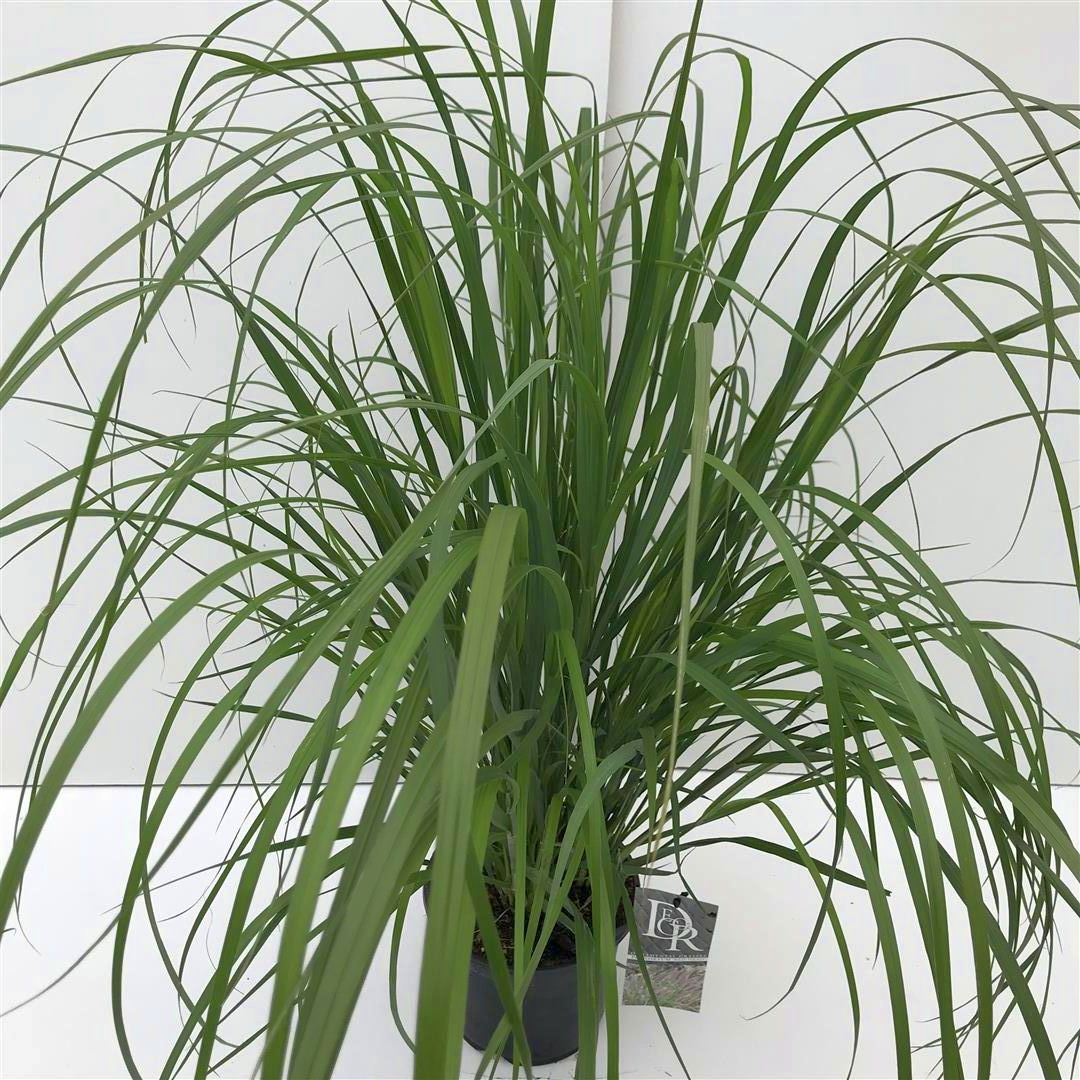 Pennisetum al. &