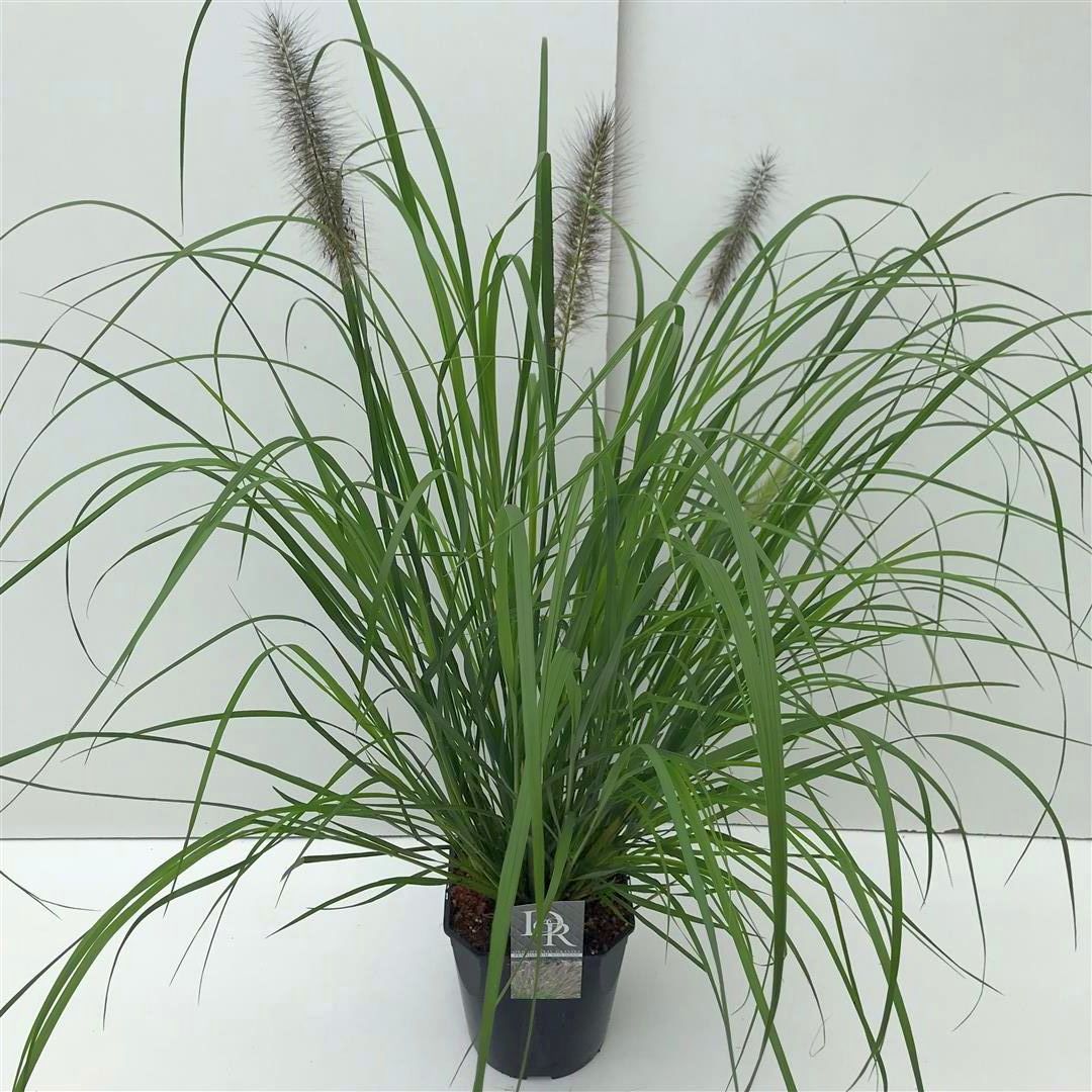 Pennisetum al. &