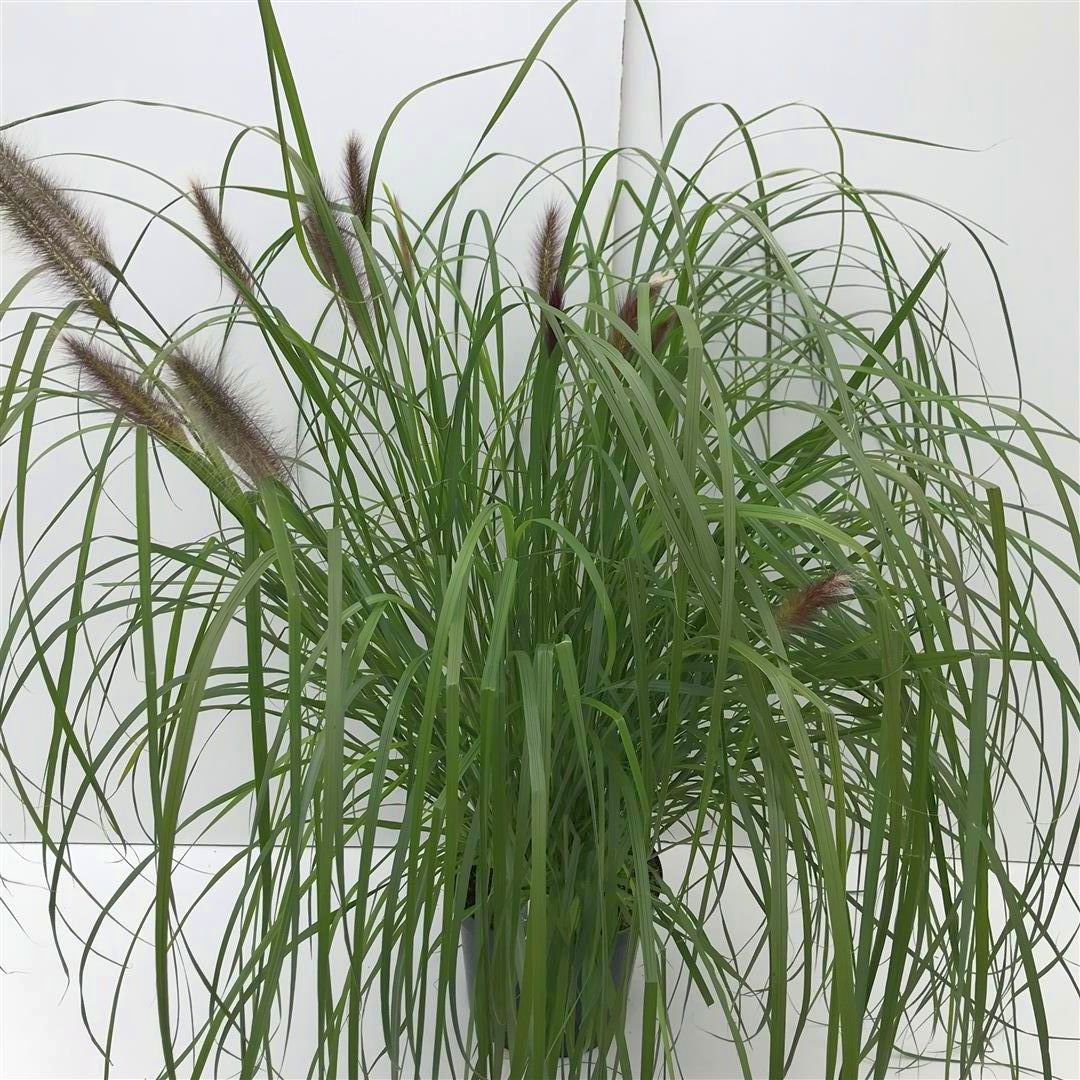 Pennisetum alopecuroides &