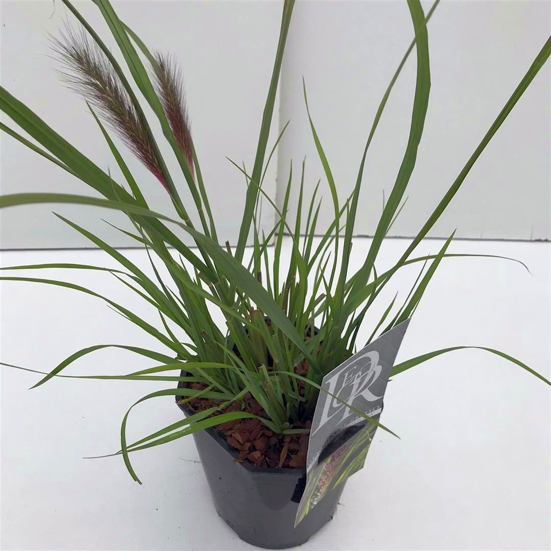 Pennisetum al. &