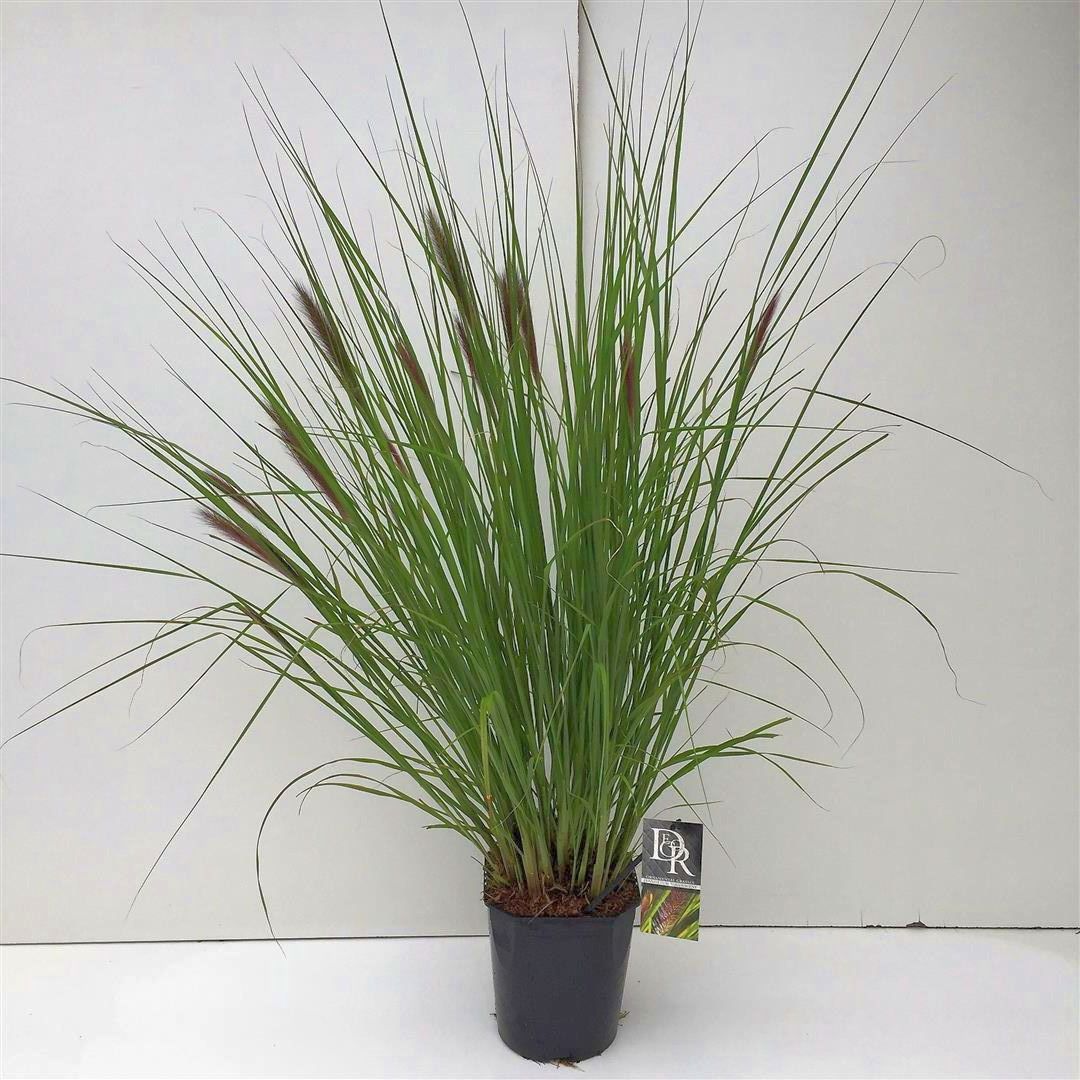 Pennisetum al. &