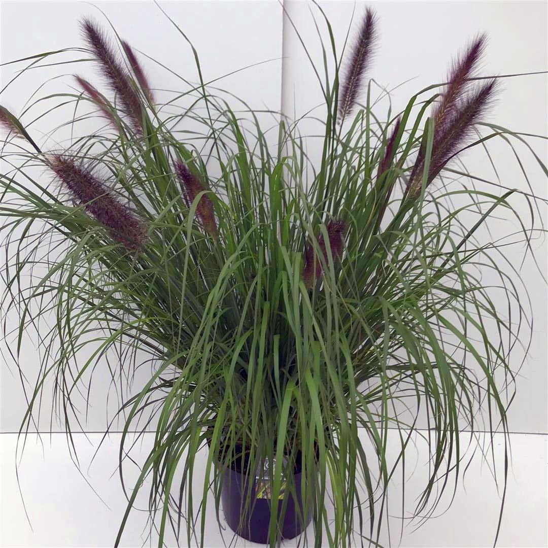 Pennisetum al. &