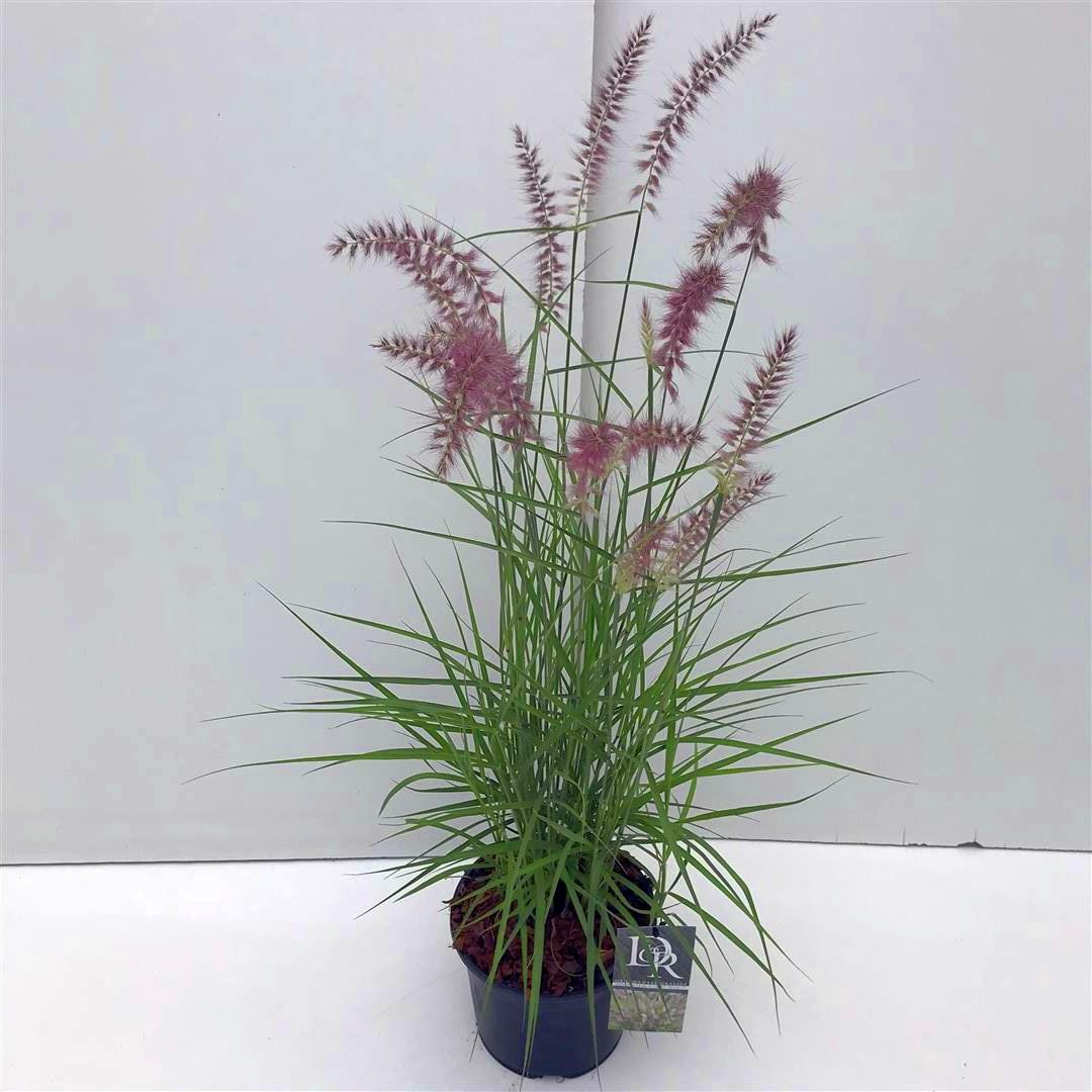 Pennisetum &