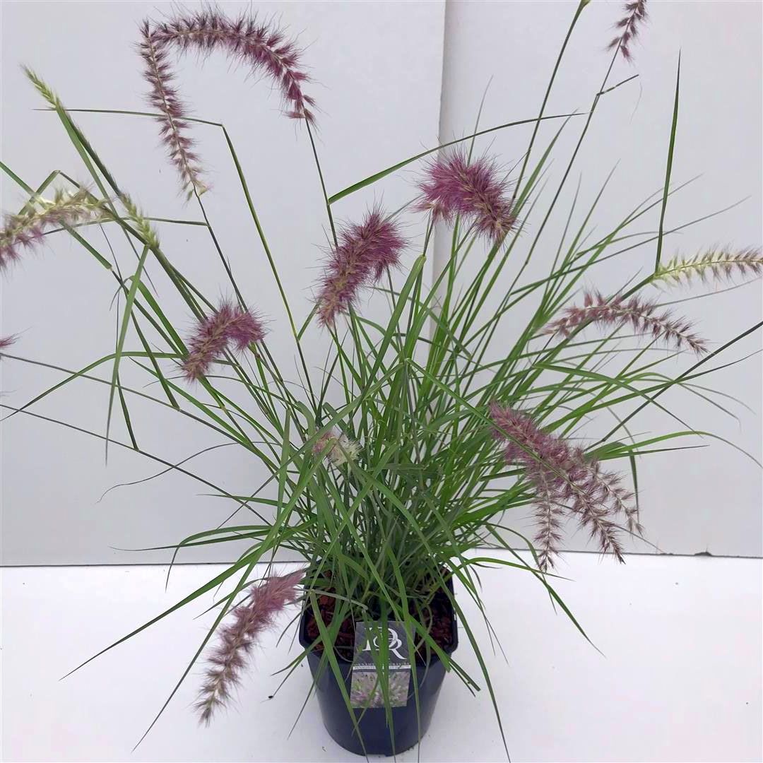Pennisetum &