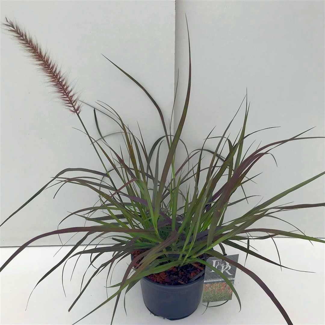 Pennisetum m. &