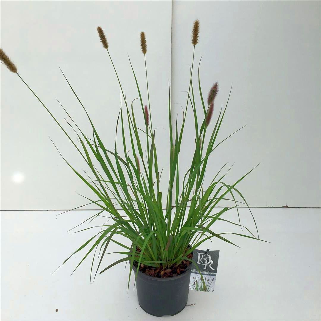 Pennisetum m. &