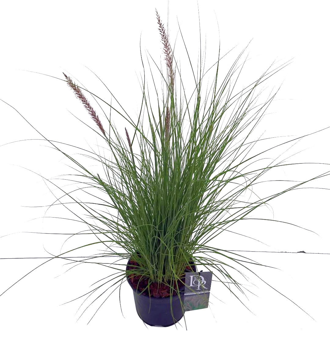 Pennisetum &