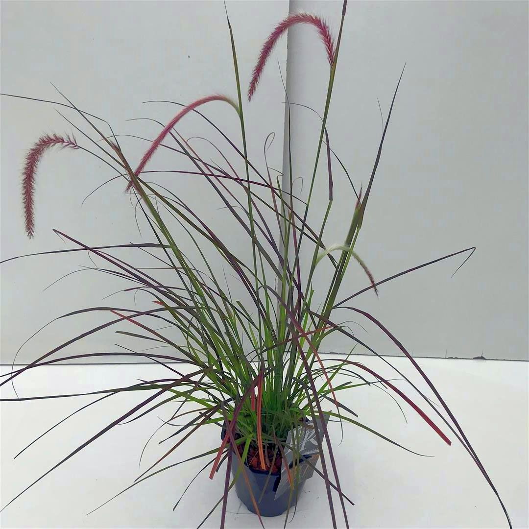 Pennisetum advena &