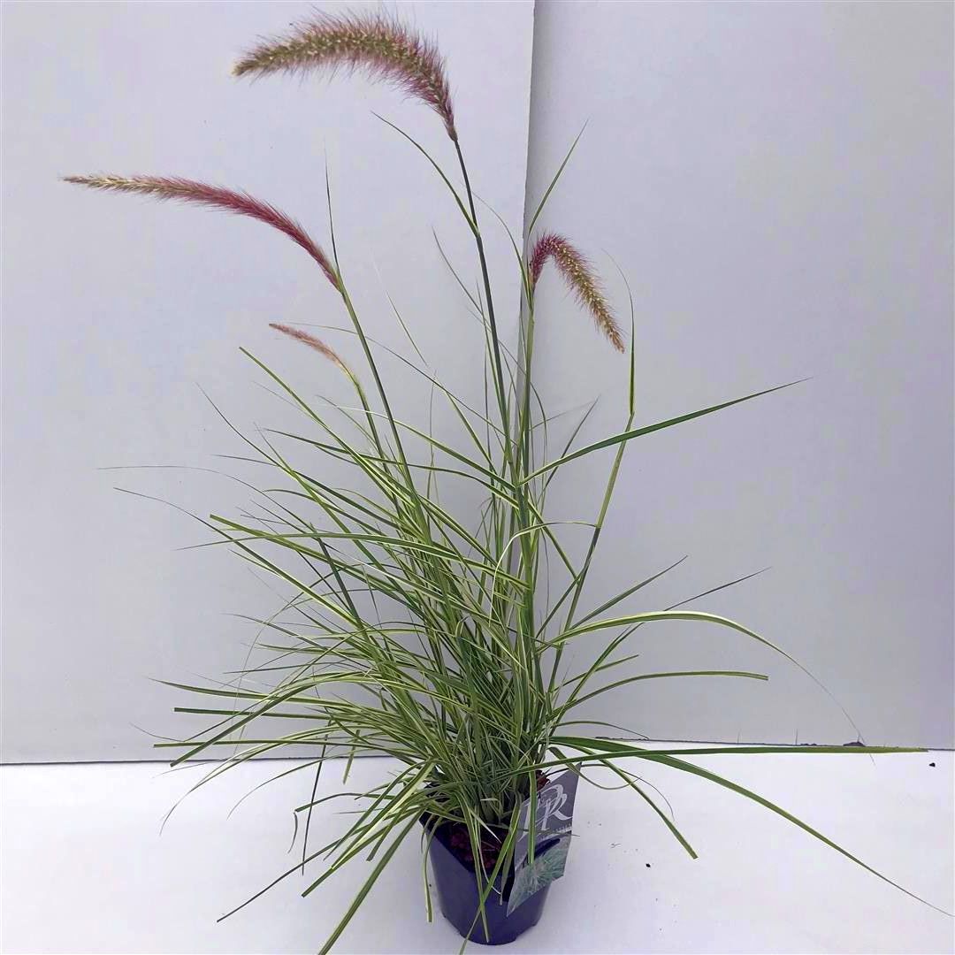 Pennisetum &