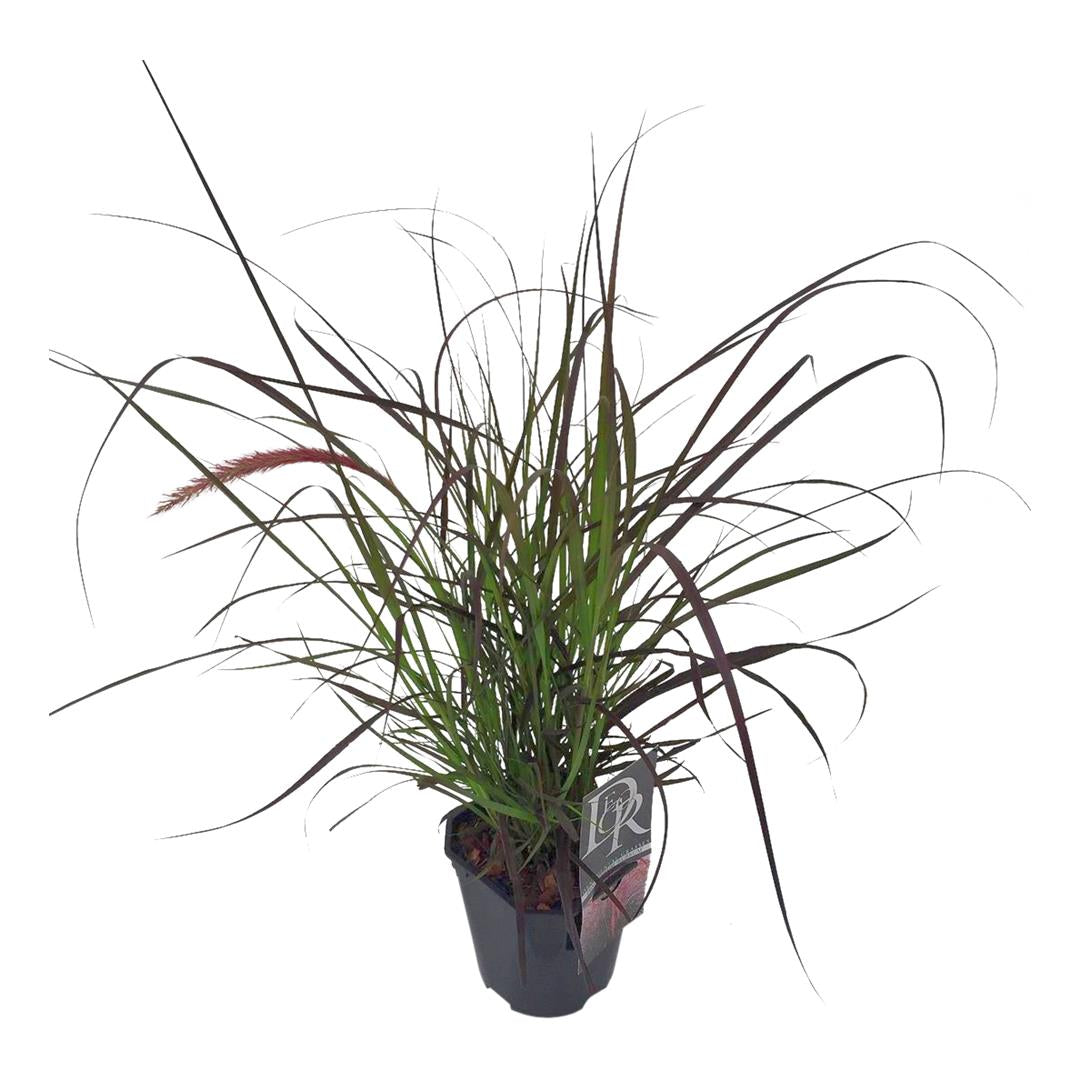 Pennisetum advena &