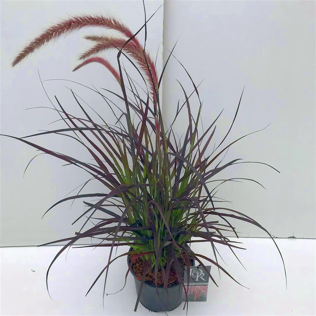 Pennisetum advena &