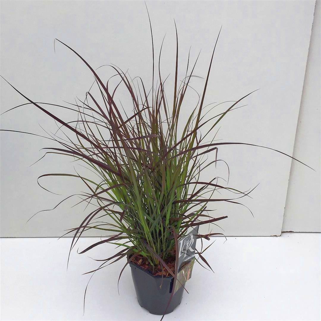 Pennisetum &