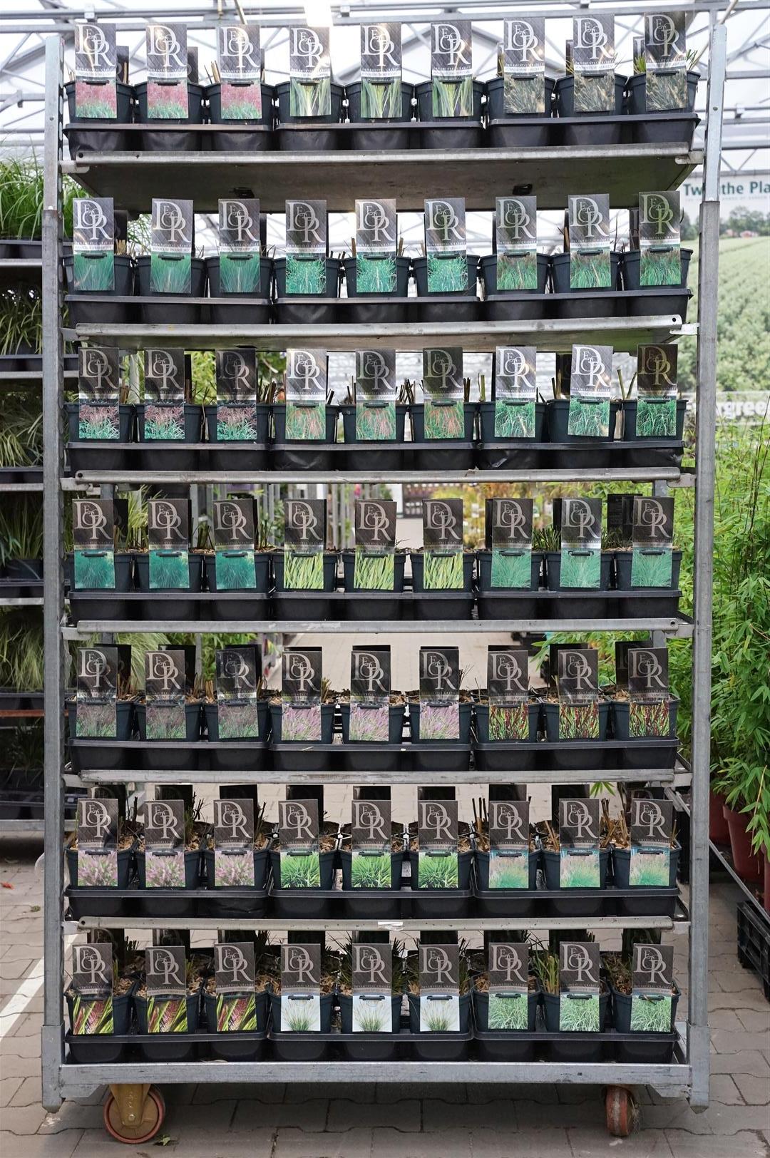 Prydnadsgräs i sorter, exklusiv mix C2 (2 liters kruka)