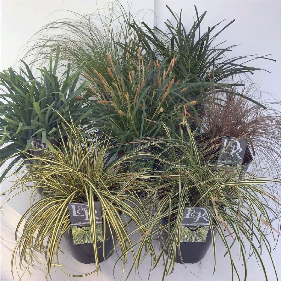 Prydnadsgräs i sorter C5 (5 liters kruka / 23 cm kruka)