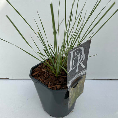 Stipa gigantea C2 (2 liters kruka)