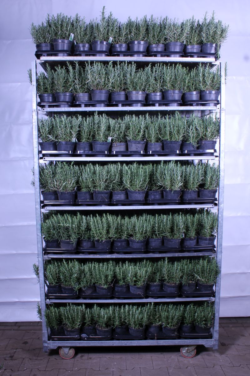 Rosmarinus officinalis C1,5 (14 cm kruka)
