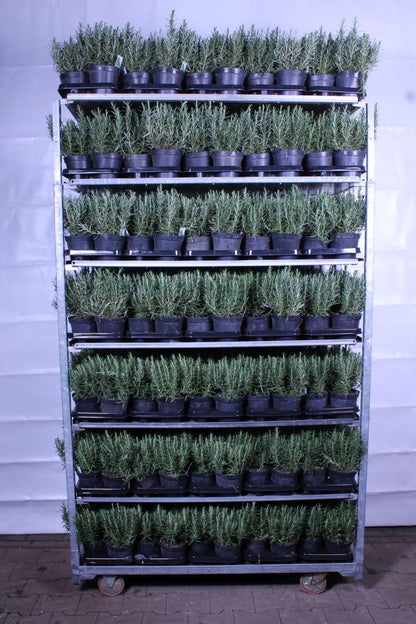 Rosmarinus officinalis C1,5 (14 cm kruka)