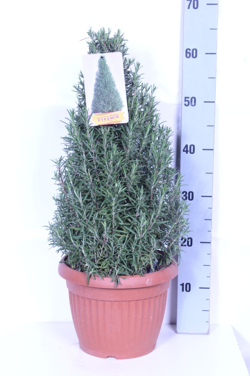 Rosmarinus officinalis kon C6 (6 liters kruka)