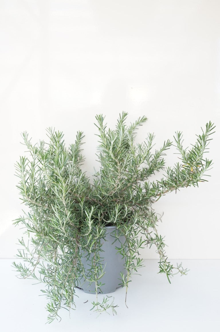 Rosmarinus officinalis &