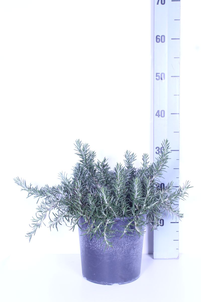 Rosmarinus officinalis &