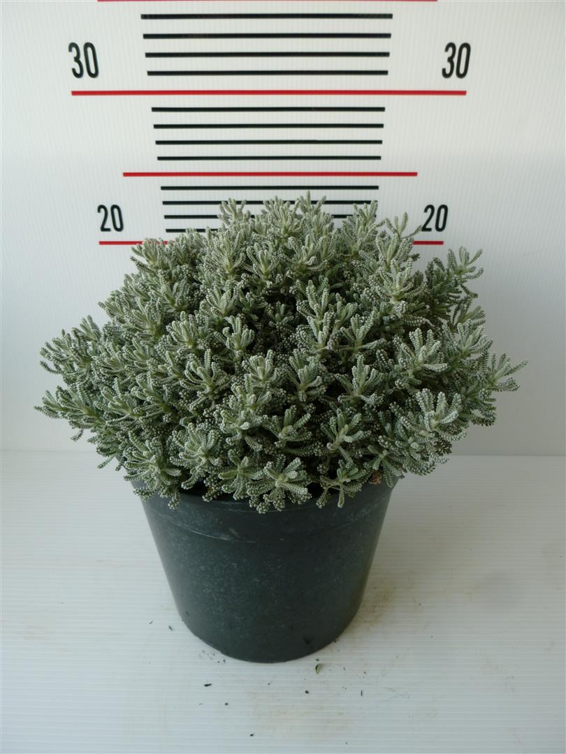 Santolina chamaecyparissus 35 cm kruka, buske
