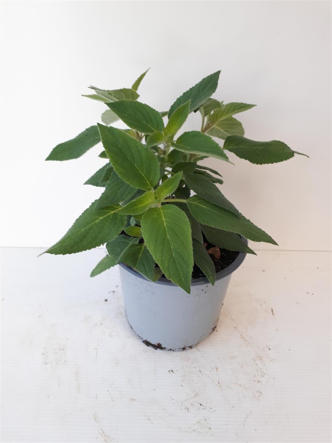 Salvia elegans C1,5 (1,5 liters kruka / 14 cm kruka)