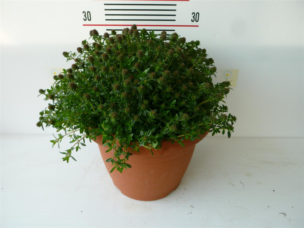 Satureja montana C2,5 (2,5 liters kruka / 18 cm kruka)