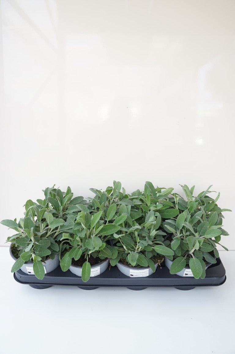 Salvia officinalis C1,5 (1,5 liters kruka)