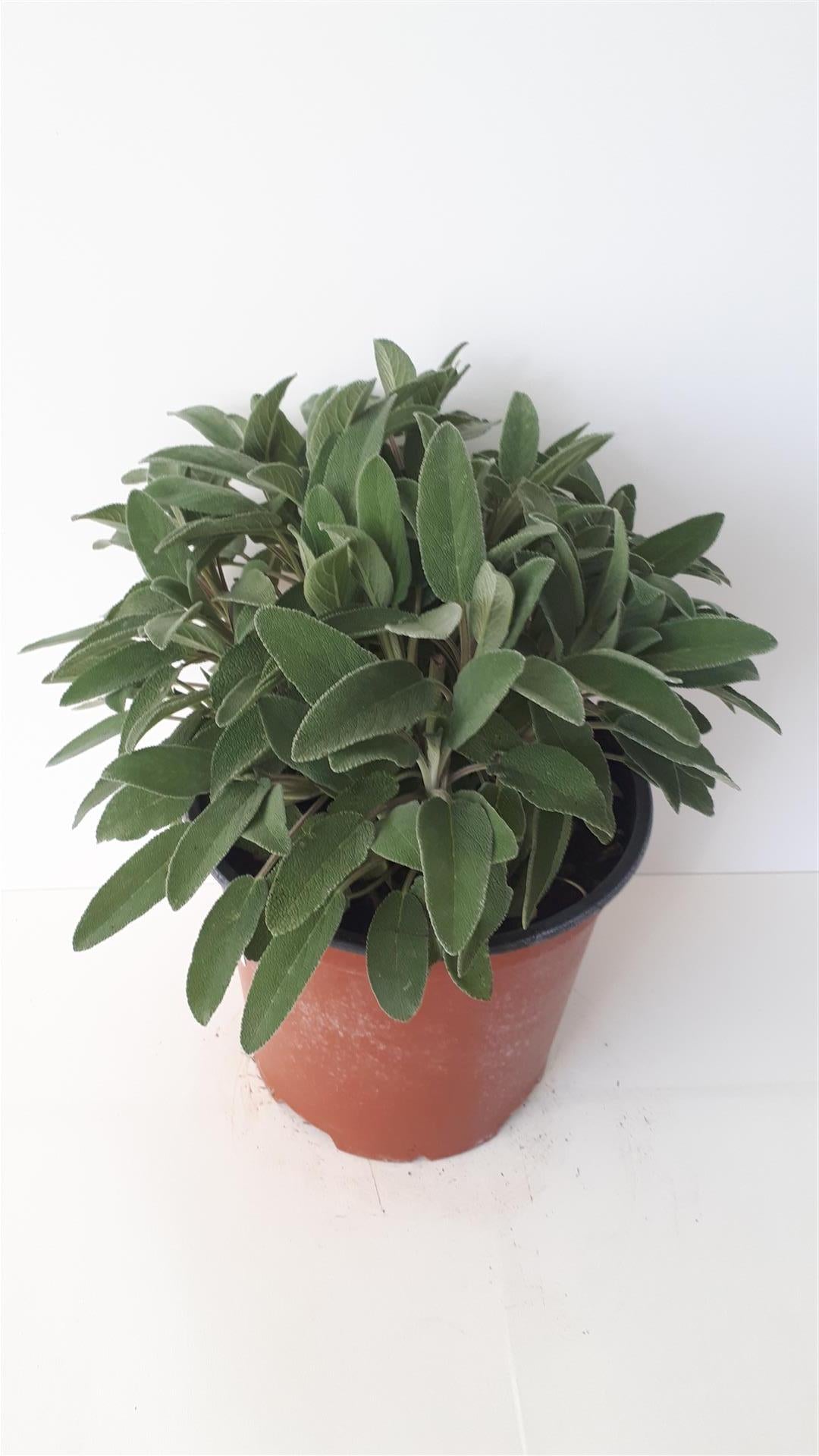 Salvia officinalis C2,5 (2,5 liters kruka / 18 cm kruka)