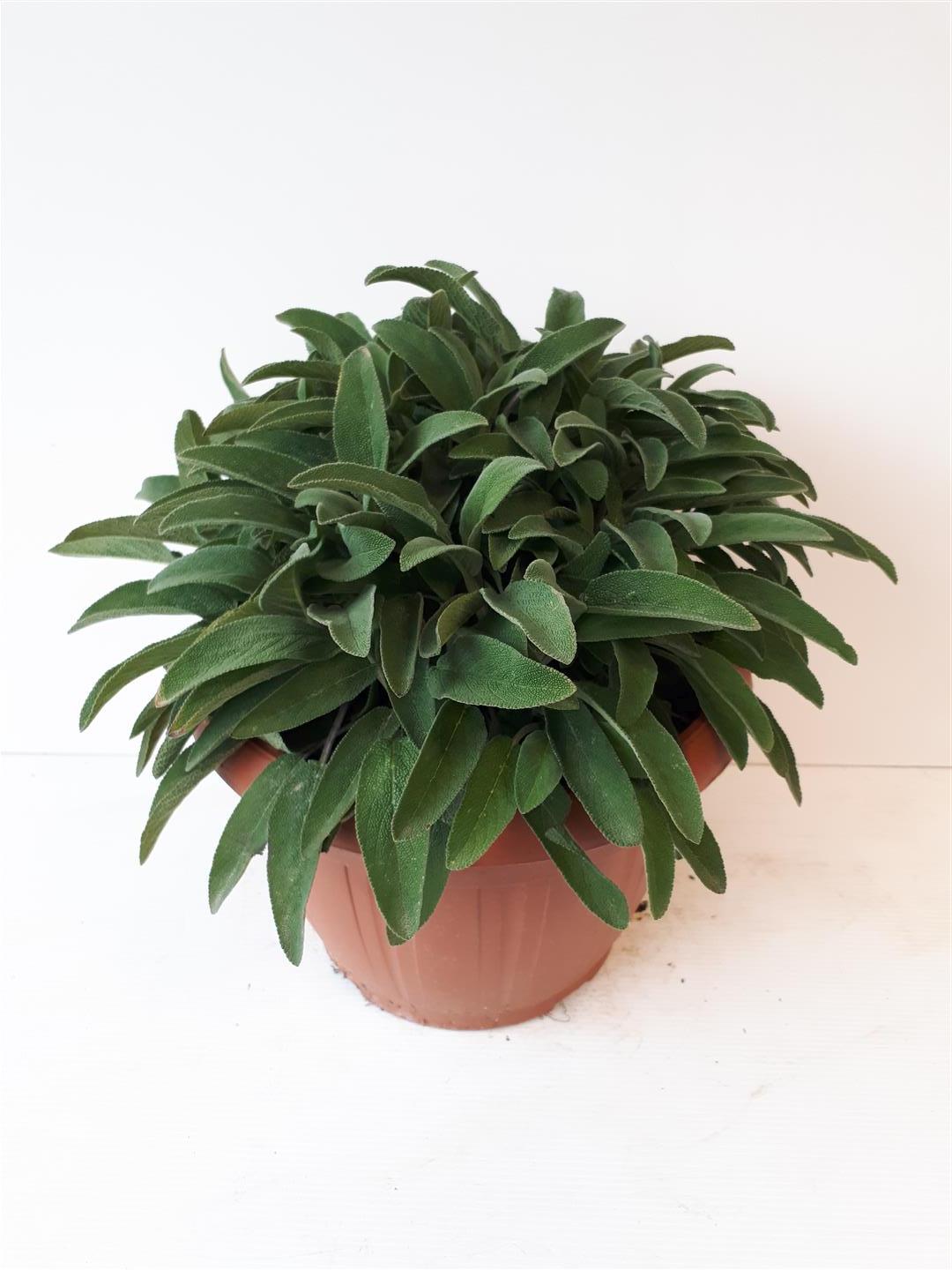 Salvia officinalis C6 (6 liters kruka) / 25 cm kruka