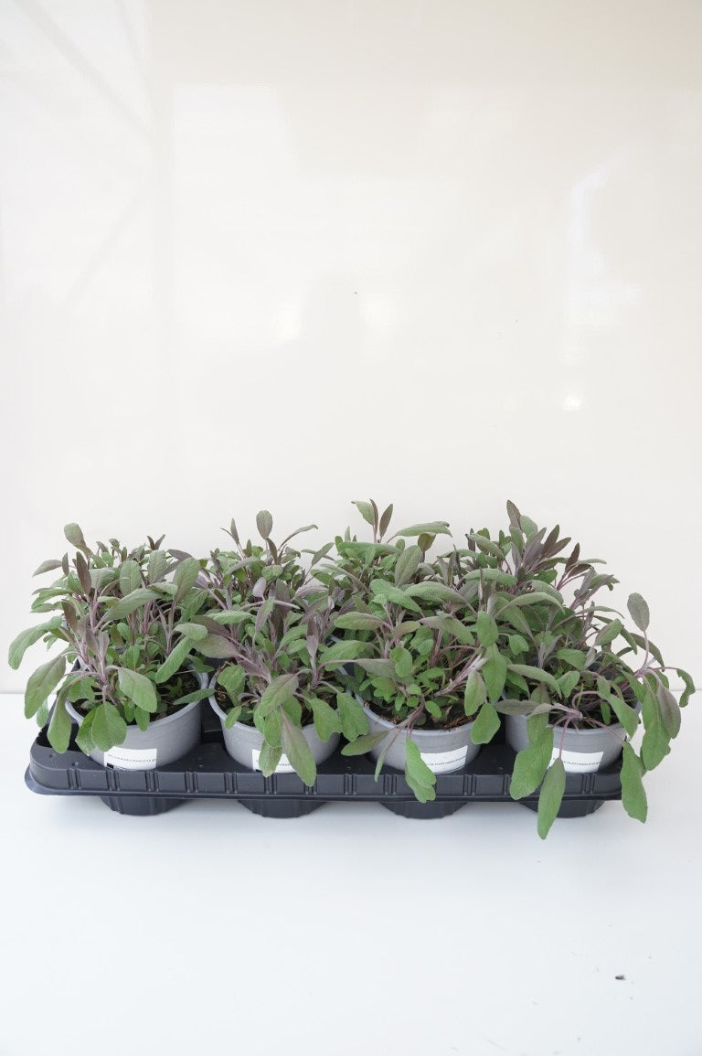Salvia officinalis &