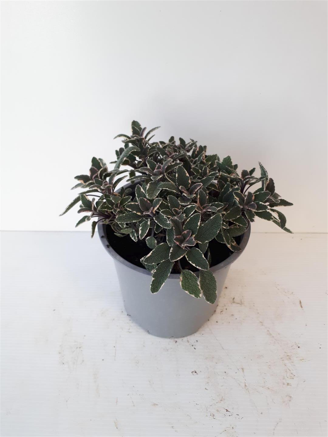 Salvia officinalis &