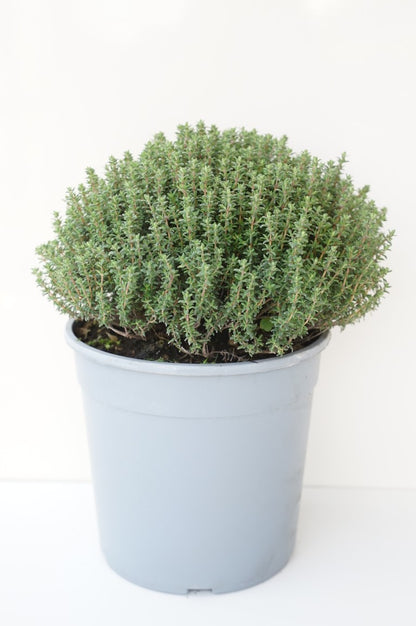 Thymus vulgaris C2,5 (2,5 liters kruka)