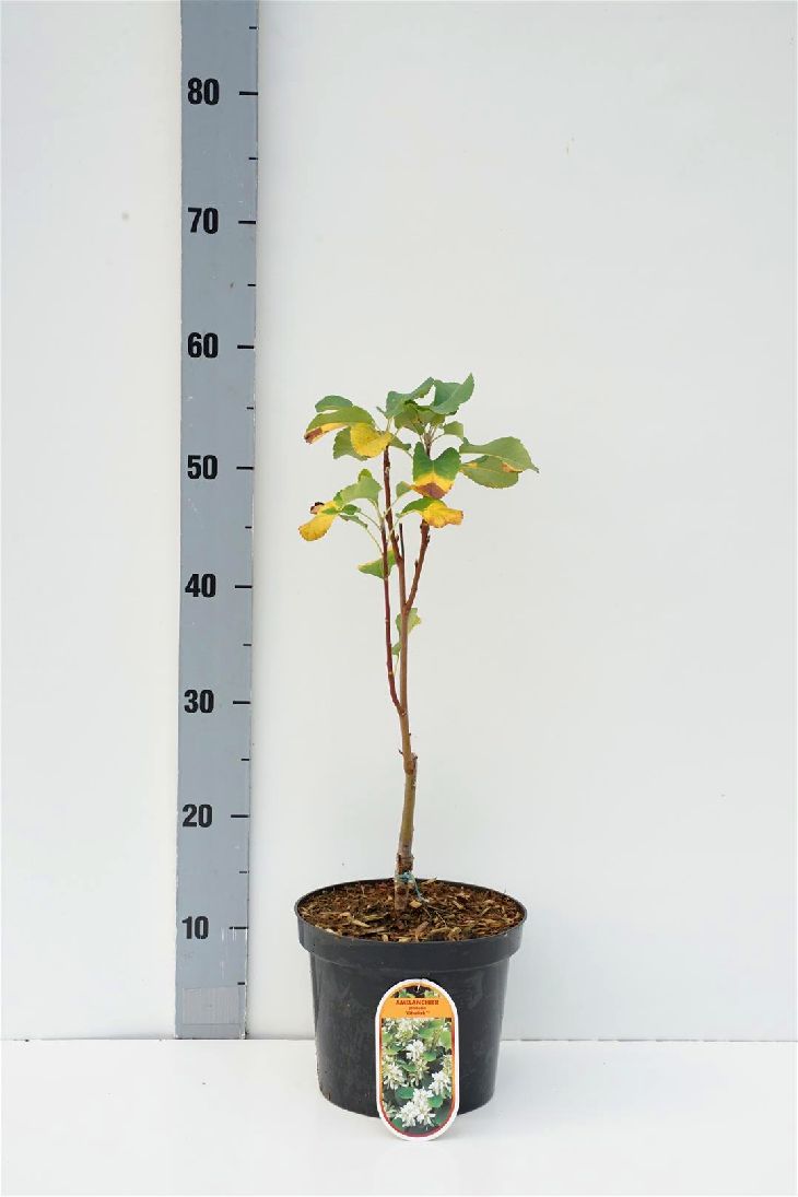 Amelanchier aln. &