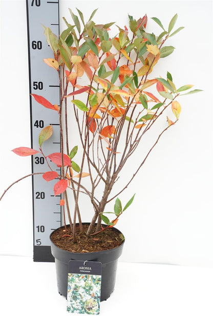Aronia melanocarpa 40-50 cm, C3 (3 liters kruka / 19 cm kruka)