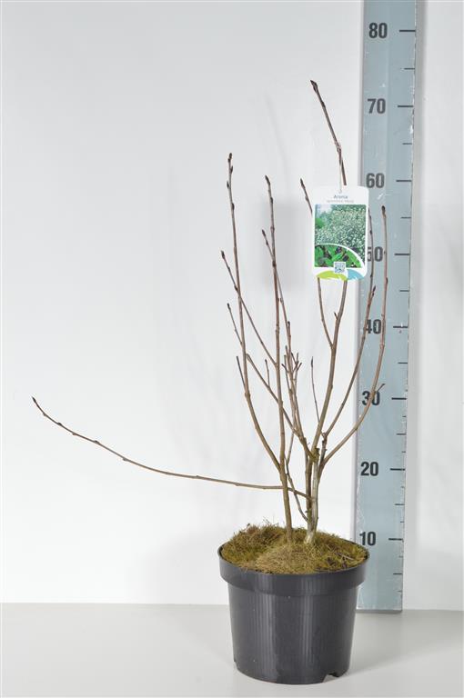 Aronia prunifolia &