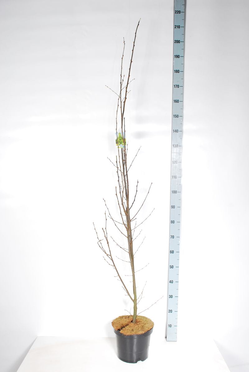 Carpinus bet. &