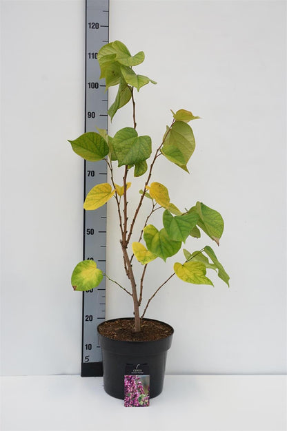 Cercis chinensis &