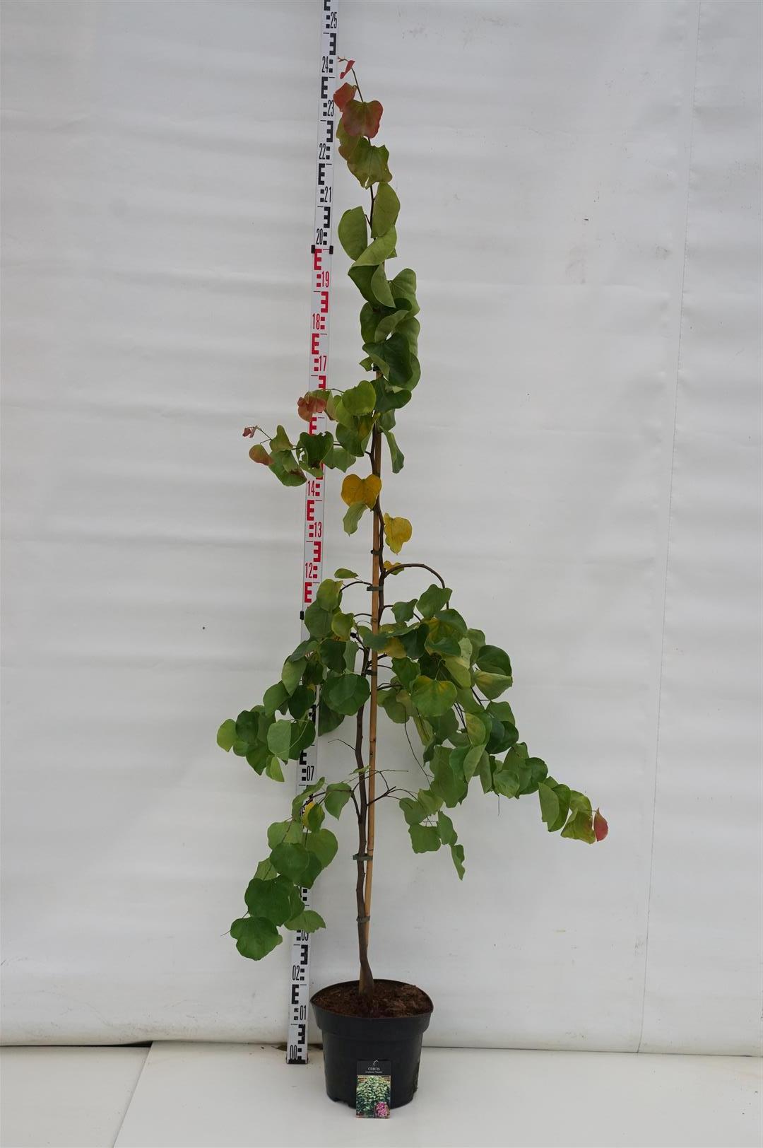 Cercis can. &
