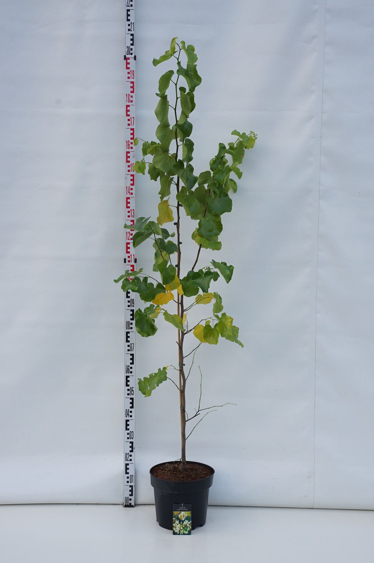 Cercis can. &