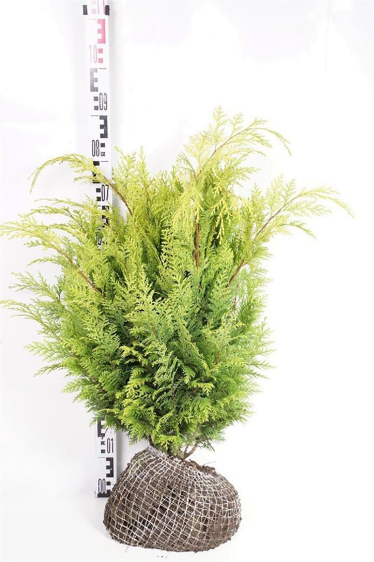 Chamaecyparis lawsoniana &