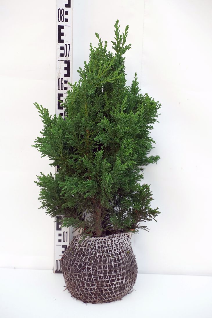 Chamaecyparis obtusa &