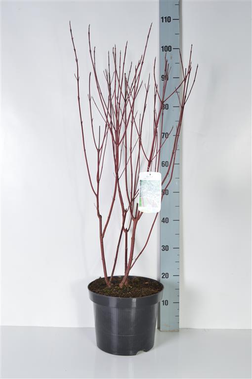 Cornus alba &