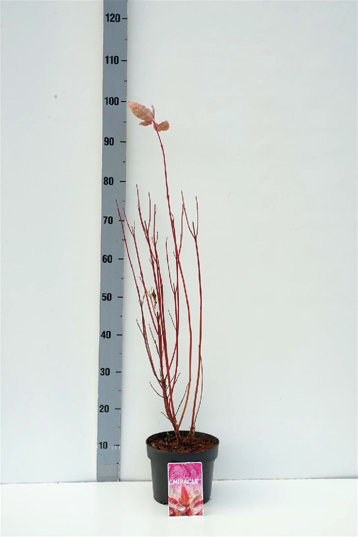 Cornus alba &